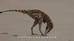 史前星球阵容搭配图高清(星球大战生物图鉴)插图23