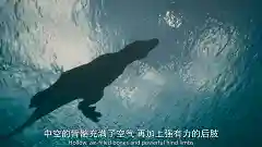 史前星球阵容搭配图高清(星球大战生物图鉴)插图19