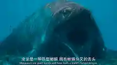 史前星球阵容搭配图高清(星球大战生物图鉴)插图11