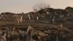 史前星球阵容搭配图高清(星球大战生物图鉴)插图40