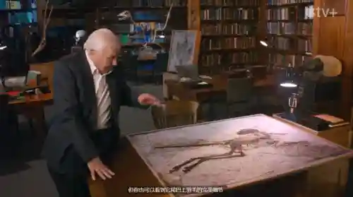史前星球阵容搭配图高清(星球大战生物图鉴)插图24