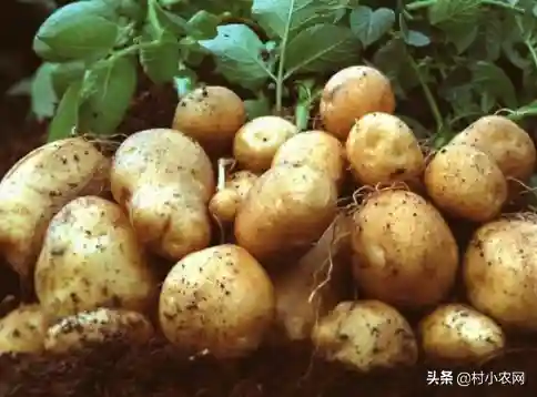 土豆从零开始阵容搭配(土豆英雄后期最强阵容)插图15