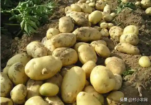 土豆从零开始阵容搭配(土豆英雄后期最强阵容)插图5