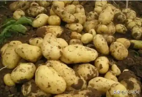 土豆从零开始阵容搭配(土豆英雄后期最强阵容)插图7