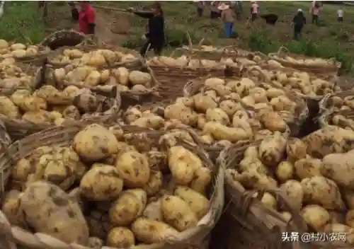 土豆从零开始阵容搭配(土豆英雄后期最强阵容)