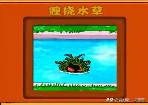 植物阵容排名(十大净化空气植物)插图7