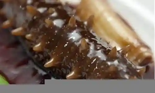 葱烧海参阵容搭配
