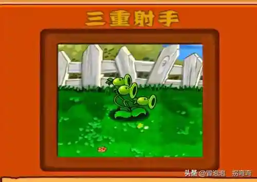 植物阵容排名(十大净化空气植物)插图6