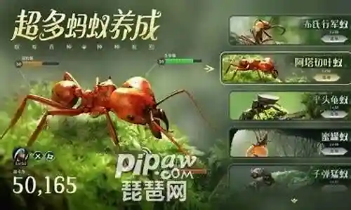 金甲蚁阵容搭配