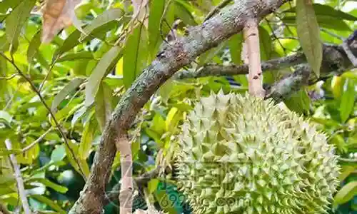 水果之王最佳搭配阵容推荐