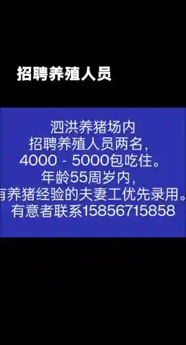养猪阵容招募