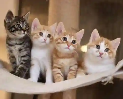 奶猫阵容插图1