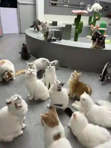 大猫阵容视频插图