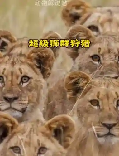 狮子豪华阵容插图