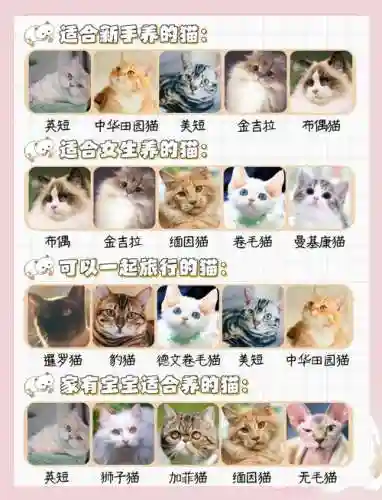 猫咪阵容搭配插图1