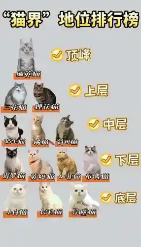 奶猫阵容插图