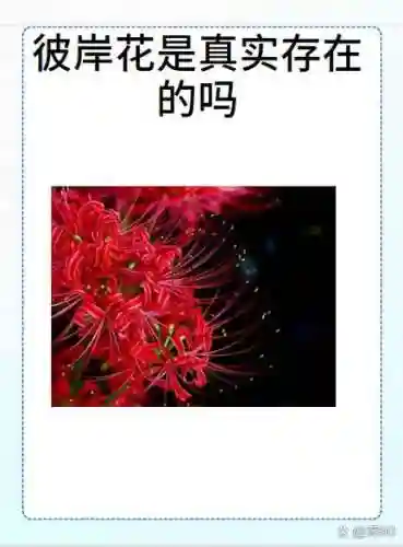 彼岸花必须升满技能吗，彼岸花要升六星吗插图1