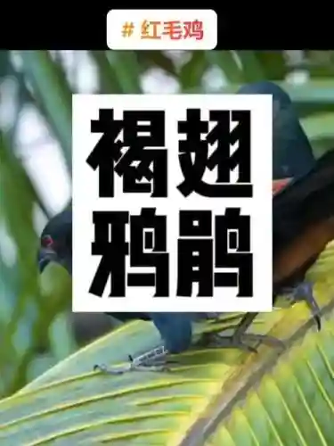 赤毛鸡仔有觉醒技能吗，赤鸡什么意思插图