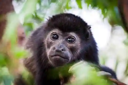 blackmonkey1攻略，blackmonkey中文