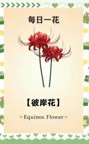 彼岸花必须升满技能吗，彼岸花要升六星吗